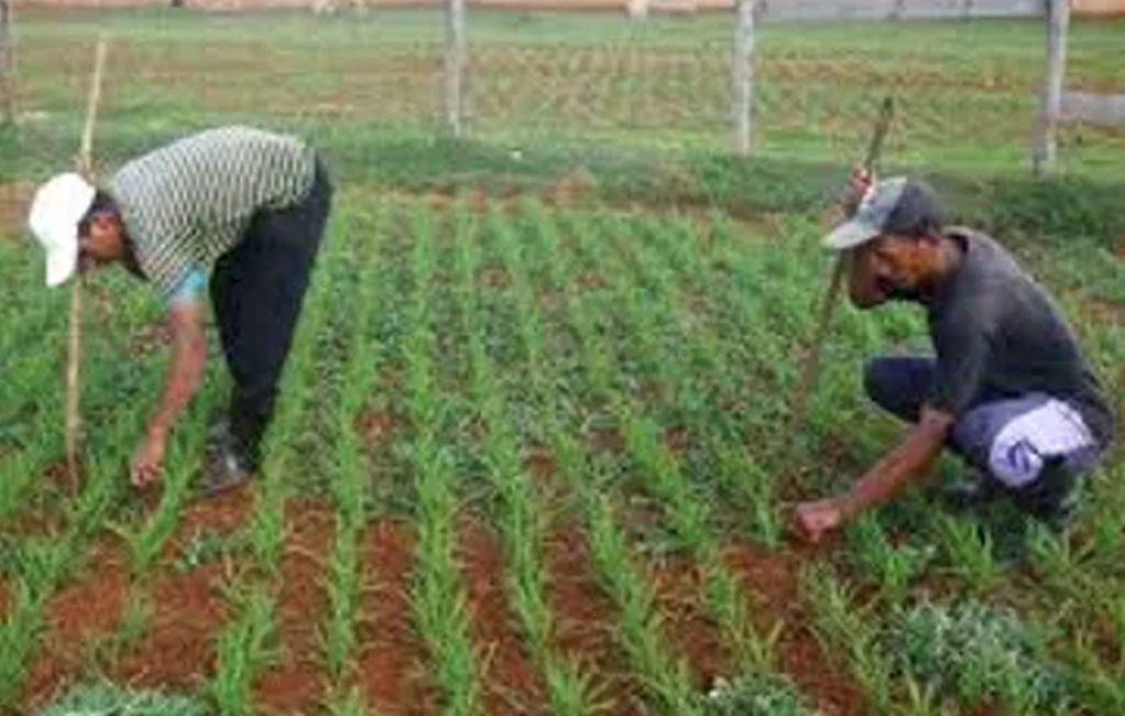 La nourriture est de plus en plus chère en Haïti