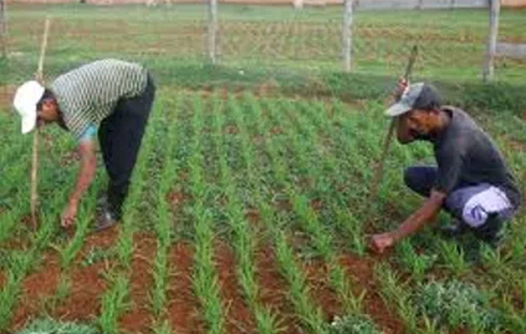 La nourriture est de plus en plus chère en Haïti